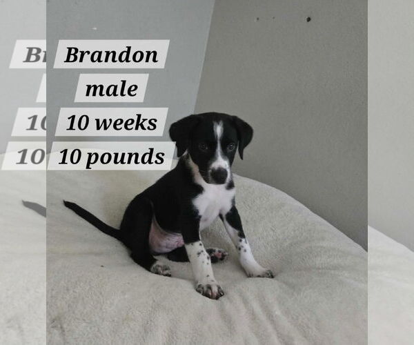 Medium Photo #2 Border Collie-Dalmatian Mix Puppy For Sale in Virginia Beach, VA, USA