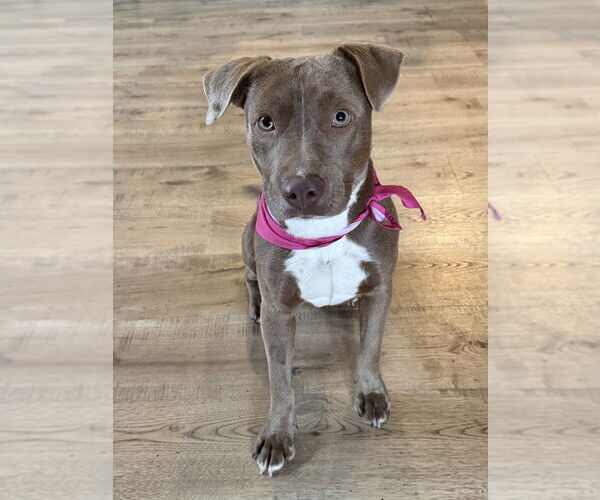 Medium Photo #5 Mutt Puppy For Sale in Lakewood, CO, USA