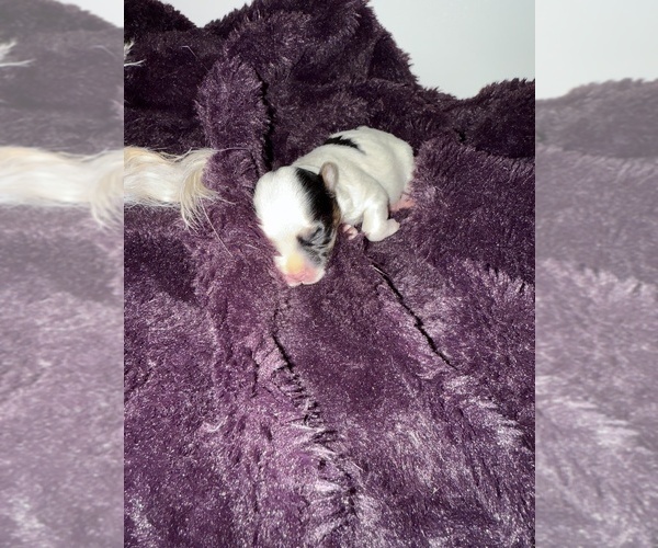 Medium Photo #3 Mal-Shi Puppy For Sale in FARMINGTON, MN, USA