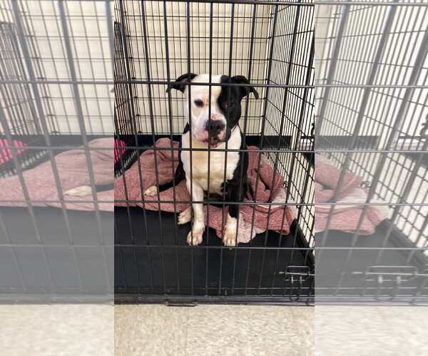 Medium Photo #1 Mutt Puppy For Sale in Lewistown, PA, USA