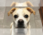 Small #5 Beagle Mix