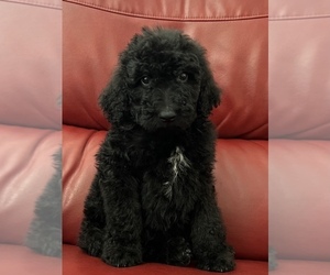 Goldendoodle Puppy for Sale in ANTIOCH, California USA