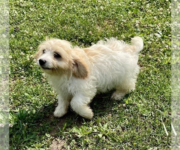 Medium Photo #4 Cavachon Puppy For Sale in MOUNT PLEASANT, MI, USA