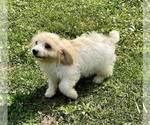 Small #3 Cavachon
