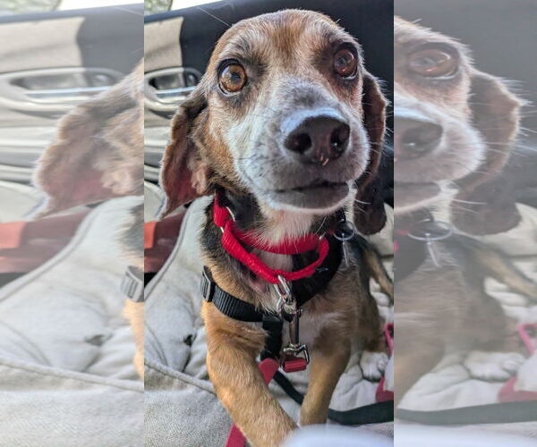 Medium Photo #2 Beagle Puppy For Sale in Dunnellon, FL, USA