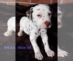 Small Photo #13 Dalmatian Puppy For Sale in ELKMONT, AL, USA