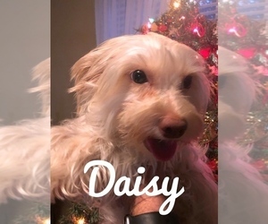 Mother of the Poodle (Toy)-Yorkshire Terrier Mix puppies born on 12/19/2019