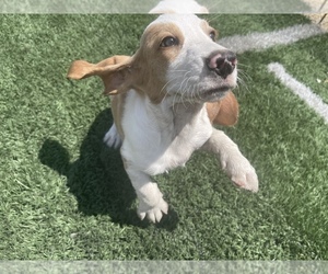 Basset Hound Dog for Adoption in SAN BERNARDINO, California USA