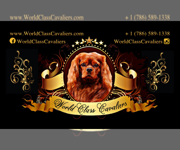 Medium Photo #2 Cavalier King Charles Spaniel Puppy For Sale in MIAMI, FL, USA