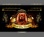 Small Photo #2 Cavalier King Charles Spaniel Puppy For Sale in MIAMI, FL, USA