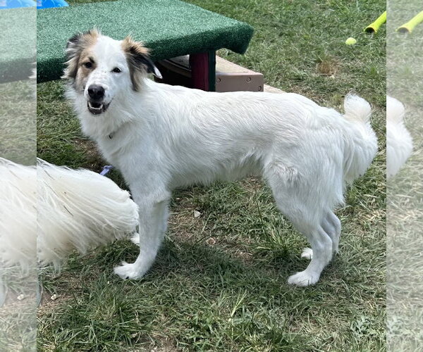 Medium Photo #3 Australian Shepherd Puppy For Sale in Dallas, TX, USA
