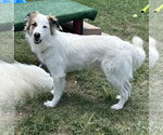 Small #2 Australian Shepherd