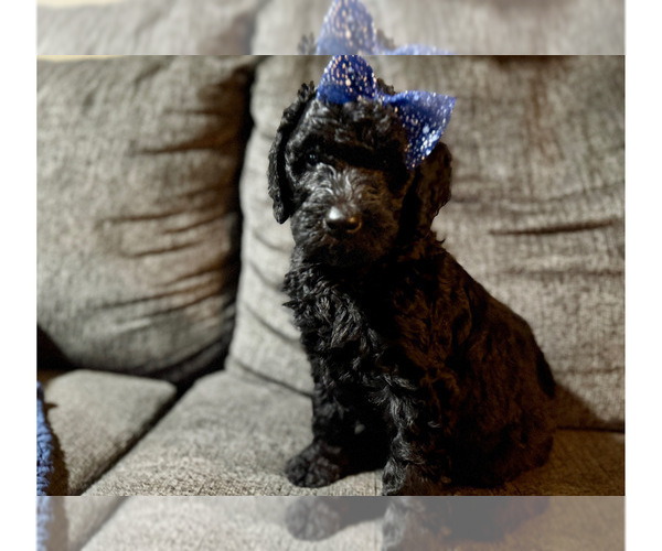 Medium Photo #40 Goldendoodle Puppy For Sale in GIBSONTON, FL, USA