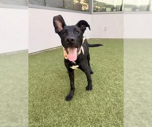 German Shepherd Dog-Unknown Mix Dogs for adoption in San Martin, CA, USA
