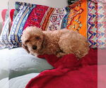 Small #3 Poodle (Miniature)