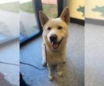 Small #1 Eurasier-Huskies  Mix