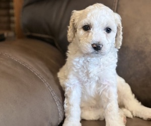 Goldendoodle mix (+ Poodle Standard) Puppy for sale in MAYNARDVILLE, TN, USA