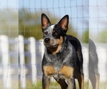 Small #10 Australian Cattle Dog