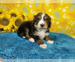 Small Photo #81 Bernedoodle Puppy For Sale in COLORADO SPRINGS, CO, USA