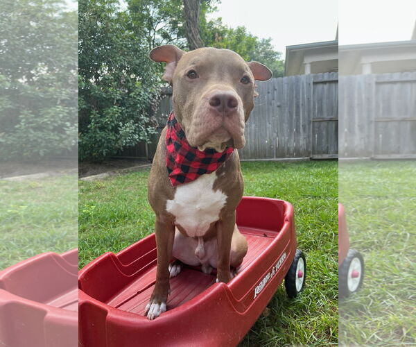 Medium Photo #10 American Staffordshire Terrier Puppy For Sale in Rosenberg, TX, USA