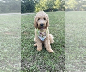 Goldendoodle Puppy for sale in CHESNEE, SC, USA