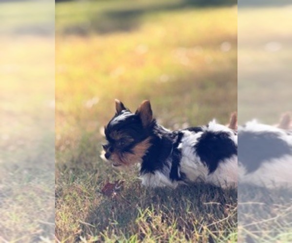 Medium Photo #7 Yorkshire Terrier Puppy For Sale in WETUMPKA, AL, USA