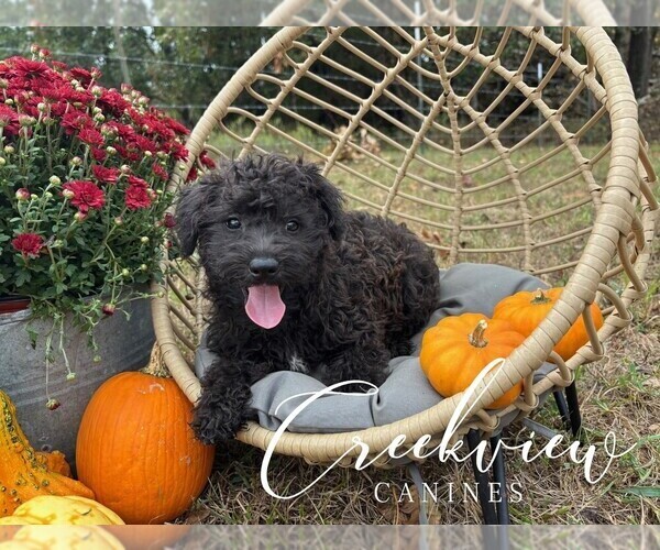 Medium Photo #5 Schnoodle (Miniature) Puppy For Sale in NIANGUA, MO, USA