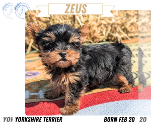 Yorkshire Terrier Puppy for sale in GOSHEN, IN, USA