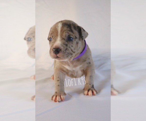 Medium Photo #24 American Bully Puppy For Sale in PALMDALE, CA, USA