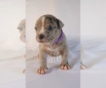 Small Photo #24 American Bully Puppy For Sale in PALMDALE, CA, USA