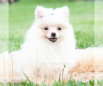 Small #2 Pomeranian