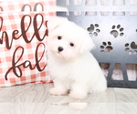 Small Photo #5 Maltese Puppy For Sale in MARIETTA, GA, USA
