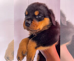 Small #8 Rottweiler