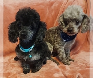 Father of the Poodle (Toy) puppies born on 07/15/2025