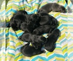 Small #22 Labrador Retriever