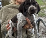 Puppy 8 Lovie German Shorthaired Pointer-German Wirehaired Pointer Mix