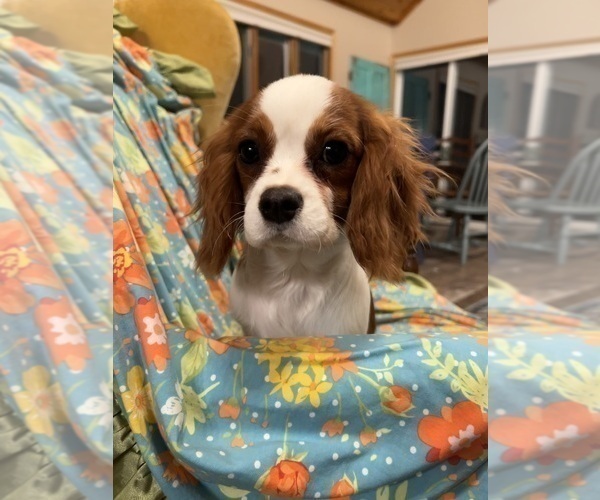 Medium Photo #4 Cavalier King Charles Spaniel Puppy For Sale in LAWRENCE, MI, USA