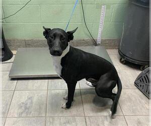American Staffordshire Terrier-Unknown Mix Dogs for adoption in Grand Prairie, TX, USA