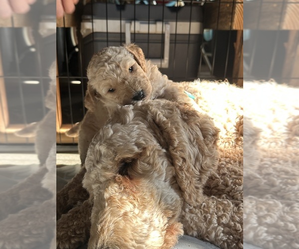 Medium Photo #10 Goldendoodle Puppy For Sale in ENTERPRISE, AL, USA