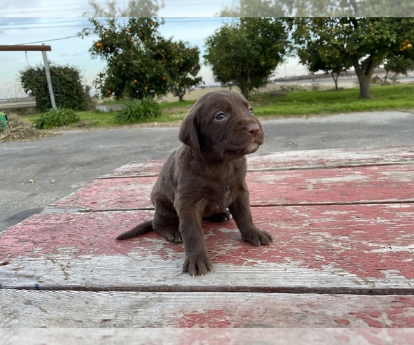 Medium Photo #2 Labrador Retriever Puppy For Sale in PATTERSON, CA, USA