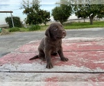 Small Photo #2 Labrador Retriever Puppy For Sale in PATTERSON, CA, USA