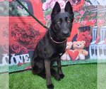 Small Photo #1 German Shepherd Dog Puppy For Sale in Long Beach, CA, USA