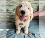 Puppy Puppy 5 bella Goldendoodle