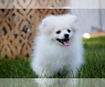 Small Photo #3 Pomeranian Puppy For Sale in WOOD DALE, IL, USA