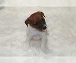 Small Photo #2 Jack Russell Terrier Puppy For Sale in BENTON, IL, USA