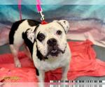 Small #1 American Bulldog