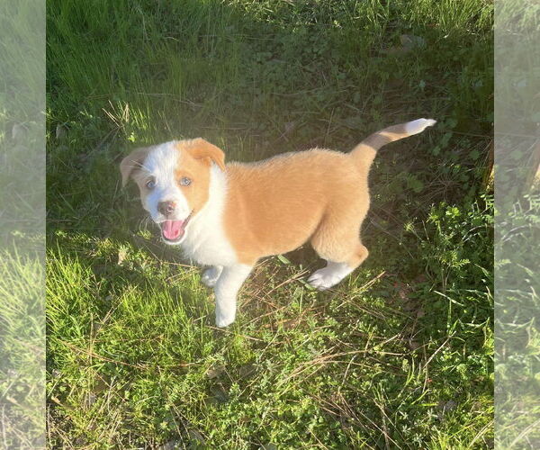 Medium Photo #2 German Shepherd Dog-Huskies  Mix Puppy For Sale in Fair Oaks, CA, USA