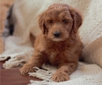 Puppy Charlie Goldendoodle (Miniature)