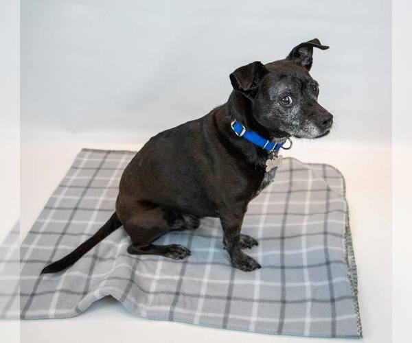 Medium Photo #4 Mutt Puppy For Sale in Kennesaw, GA, USA