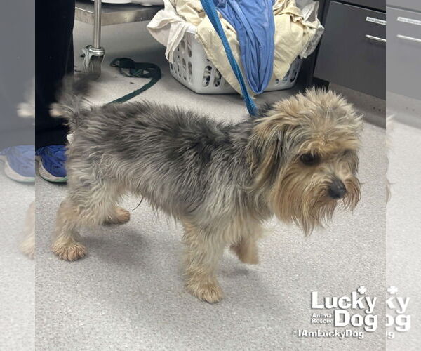 Medium Photo #3 Mutt Puppy For Sale in Washington, DC, USA